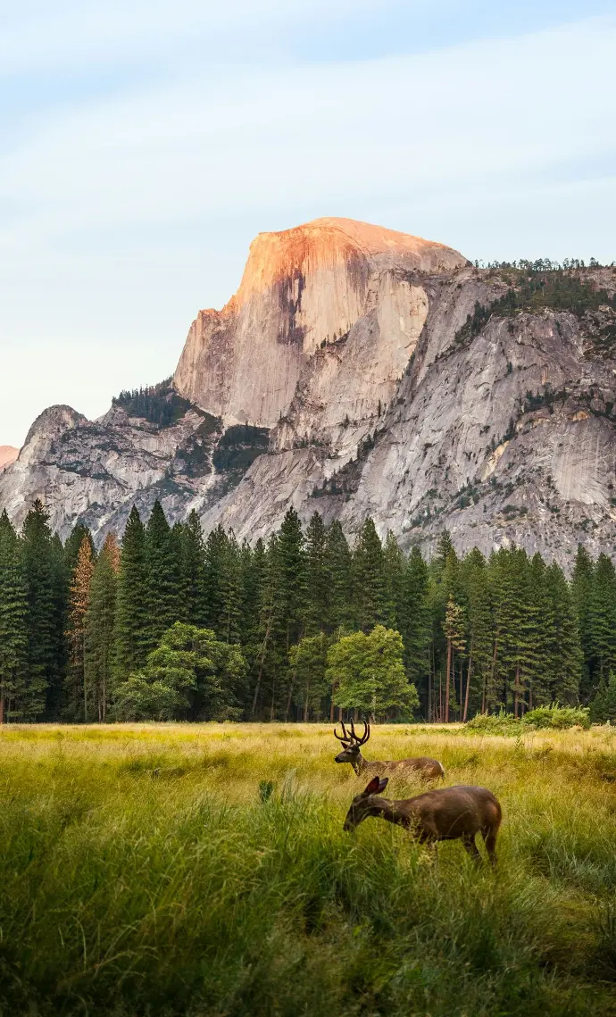 two brown deer beside trees and mountain